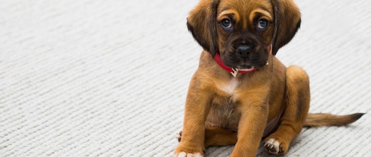 Assurance pour chien